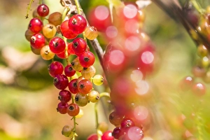 Red Currant Prints: Red currant; Ribes rubrum