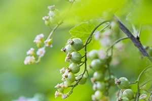 Spring Garden Flowers Prints: Red currant; Ribes rubrum