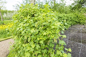 Dutch Spring Flowers Prints: Red currant; Ribes rubrum