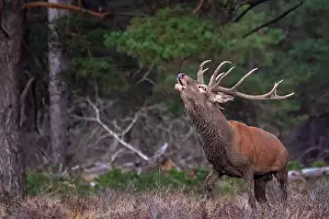 European Red Deer Prints: Red, Deer; Cervus elaphus