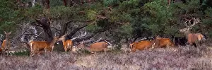 European Red Deer Prints: Red, Deer; Cervus elaphus