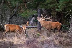 European Red Deer Prints: Red, Deer; Cervus elaphus