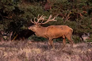 Red Deer Antlers Prints: Red, Deer; Cervus elaphus