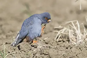 Red-footed Falcon Print - Adult Male in Scratching Motion