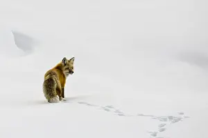 Yellow Stone National Park Images Prints: Red Fox