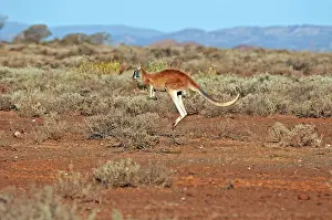 Red Kangaroo Prints: Red kangaroo, Macropus rufus
