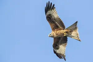 Milvus Milvus Species Prints: Red Kite