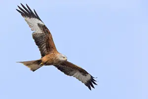 Milvus Milvus Species Prints: Red Kite in flight