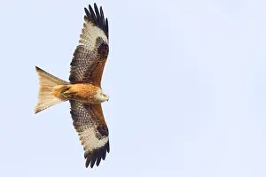 Milvus Milvus Images Prints: Red Kite in flight