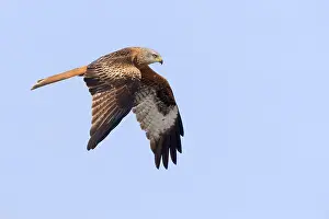 Raptor Bird Species Prints: Red Kite in flight