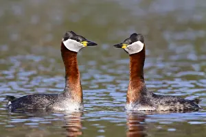 Red-necked Grebe Print: Couple Displaying in Water