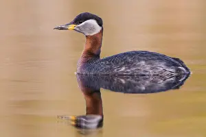 Red Necked Grebe Prints: Red-necked Grebe