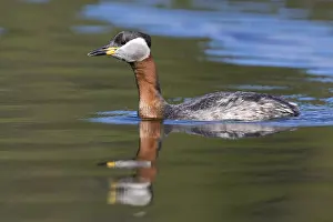 Wild Animals Europe Prints: Red-necked Grebe