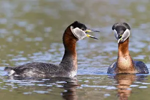 Wildlife Finland Prints: Red-necked Grebe