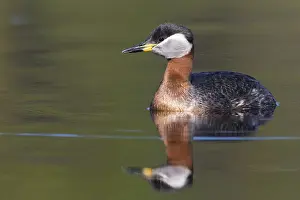 Red-necked Grebe Print - Adult in Lake
