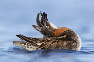 Red-necked Phalarope Print (Phalaropus lobatus) by Agami