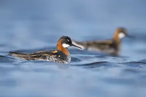 Shorebird Wildlife Photos Prints: Red-necked Phalarope