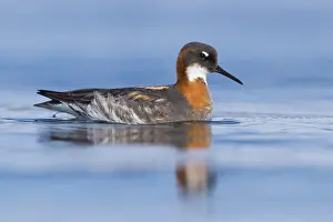 Scolopacidae Family Birds Prints: Red-necked Phalarope