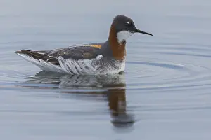 Red Necked Phalarope Prints: Red-necked Phalarope