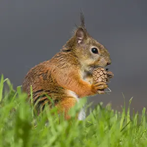 Sciuridae Species Images Prints: Red Squirrel