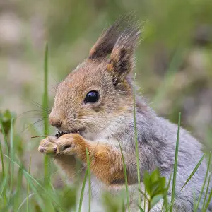 Red Squirrel Print - Adult Close-up Image