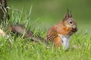 European Wildlife Nature Prints: Red Squirrel