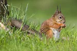 Sciurus Vulgaris Prints: Red Squirrel