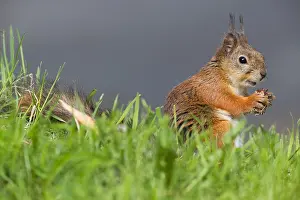 European Wildlife Nature Prints: Red Squirrel
