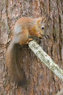 Sciurus Vulgaris Prints: Red Squirrel