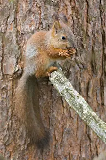 Pine Tree Wildlife Prints: Red Squirrel