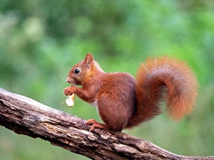 European Red Squirrel Prints: Red Squirrel, Sciurus vulgaris