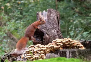 European Red Squirrel Prints: Red Squirrel, Sciurus vulgaris