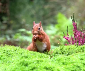 European Red Squirrel Prints: Red Squirrel, Sciurus vulgaris