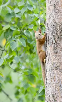 European Red Squirrel Prints: Red Squirrel, Sciurus vulgaris