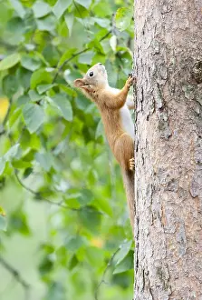 European Red Squirrel Prints: Red Squirrel, Sciurus vulgaris
