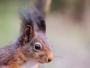 Sciurus Vulgaris Habitat Prints: Red Squirrel, Sciurus vulgaris
