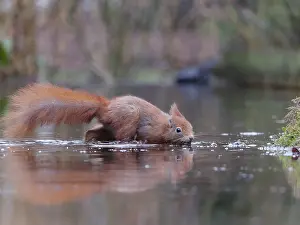 Sciurus Vulgaris Habitat Prints: Red squirrel, Sciurus vulgaris