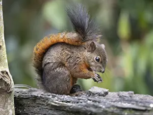 Images Dated 15th June 2022: Red-tailed Squirrel Print, Jardin, Antioquia, Colombia
