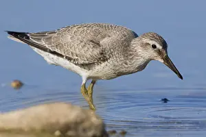 European Shorebirds Prints: RedKnot