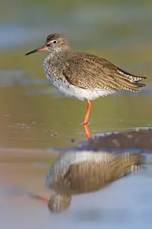 Tringa Totanus Species Prints: Redshank