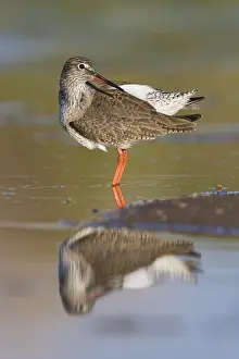 Scolopacidae Family Birds Prints: Redshank