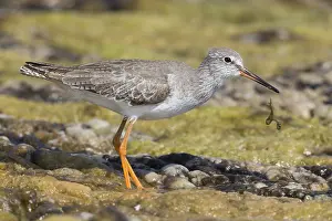Tringa Totanus Prints: Redshank
