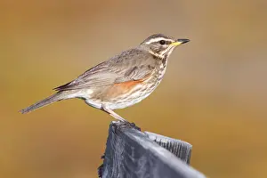 Redwing Bird Prints: Redwing