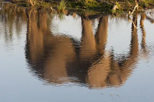African Savannah Elephants Prints: The reflection of an African elephant