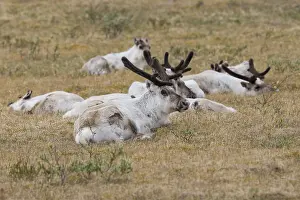 Nature Portraits Prints: Reindeer