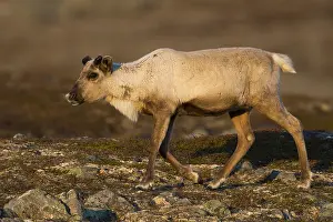 Tundra Landscape Prints: Reindeer