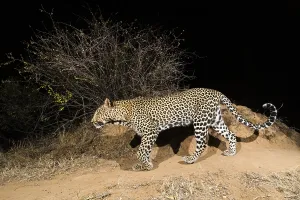 Panthera Pardus Habitat Prints: A remote camera trap captures a leopard
