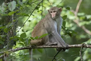Framed Print : Silver Springs State Park Rhesus Monkey Print, Florida