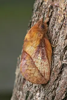 Rietvink; Drinker; Euthrix potatoria