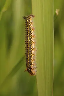 Netherlands Nature Photography Prints: Rietvink; The Drinker; Euthrix potatoria